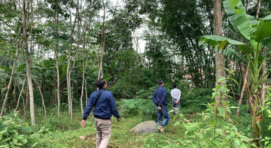 Kawanan Monyet Turun Gunung, Dekati Pemukiman Warga