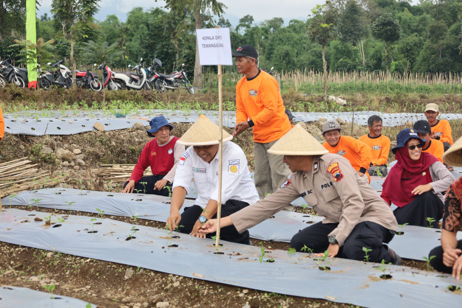 Petani di Temanggung Gelar Gerakan Tanam Cabai Bersama, Targetkan Panen Jelang Hari Besar